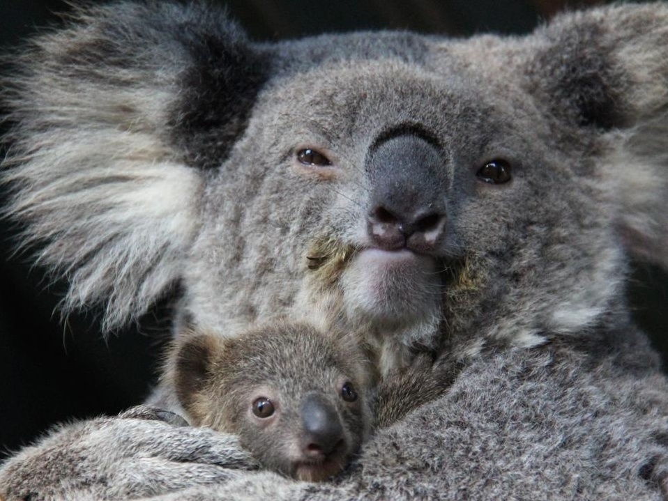 Coalas estão ameaçados de extinção, diz Austrália - BBC News Brasil