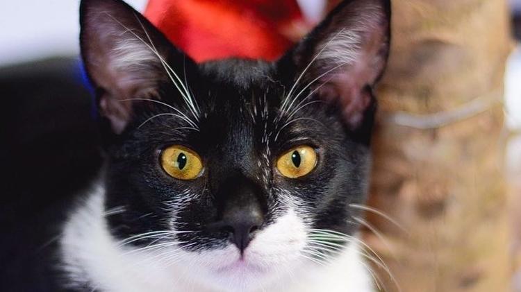 Dobby, o gato que gerou polêmica com Viih Tube do 'BBB 21' - Instagram/Reprodução - Instagram/Reprodução