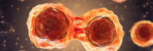 Cientistas nos EUA tentam criar vida humana com células-tronco (Foto: iStock)