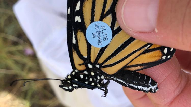 Borboleta monarca 'taggueada' no estado de Utah, foto cortesia de Emily Spencer, do Dinosaur National Monument (Utah) - Cortesia / Dinosaur National Monument - Cortesia / Dinosaur National Monument