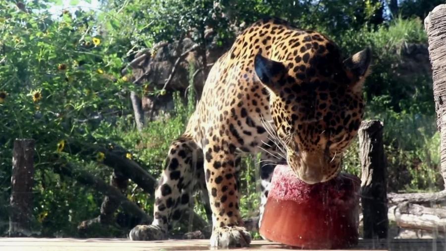 Onça-pintada "Vida" se alimenta de sangue congelado em zoológico no Texas. - Reuters