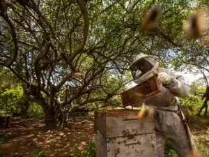 Mineração ameaça produção de mel do maior quilombo da Caatinga