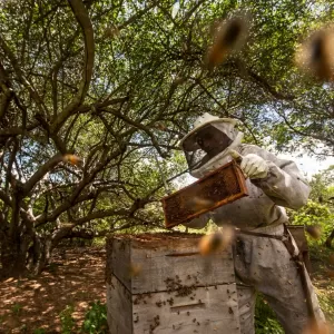 Rafael Martins/Mongabay