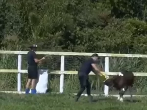 Albert se estressa com bezerro e grita com animal; peões repercutem