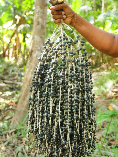Açaí - Paulo Amorim/Getty Images - Paulo Amorim/Getty Images