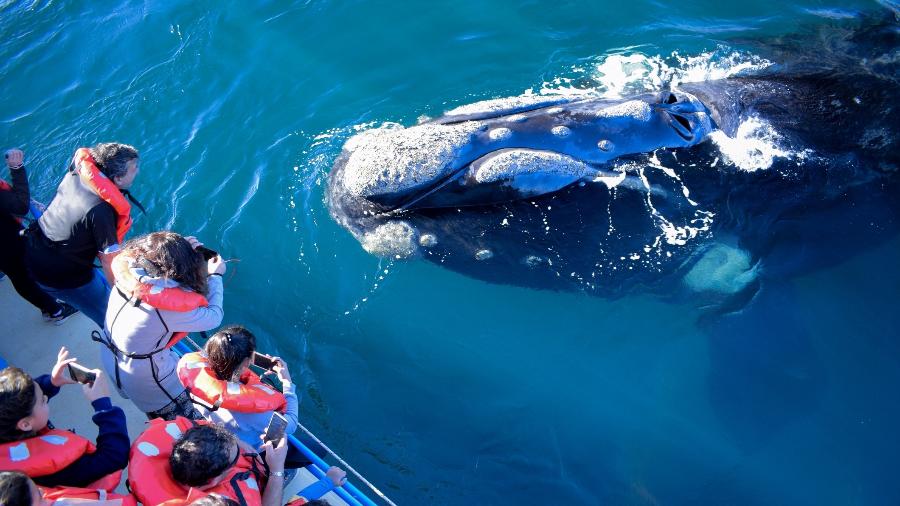 A baleia "interagiu" e surpreendeu os turistas nos mares da Baja California - Alexis Fioramonti/Getty Images