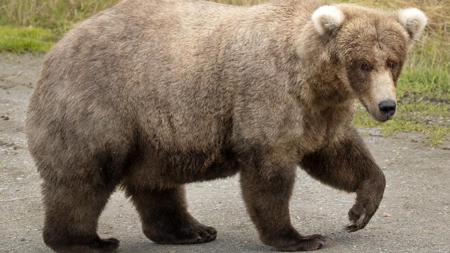 "Concorrente" ao Fat Bear Week 2022 - Reprodução Katmai National Park