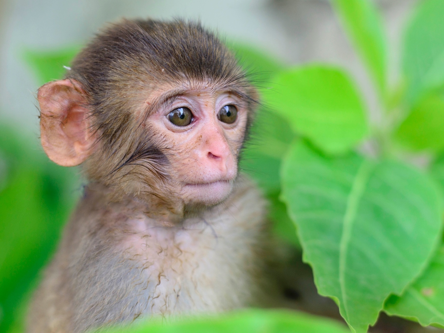 Foto de macaco