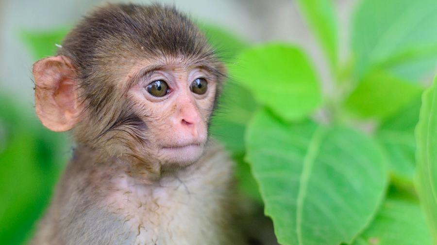 No Paquistão, o filhote de macaco que estava numa caixa provocou caos ao fugir em tribunal - Getty Images/500px