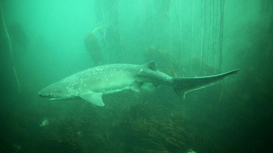 Tubarão-vaca (imagem meramente ilustrativa)
