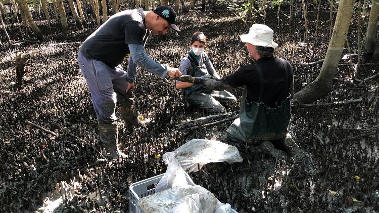 Coleta de solo de manguezais em Florianópolis para pesquisas científicas do projeto