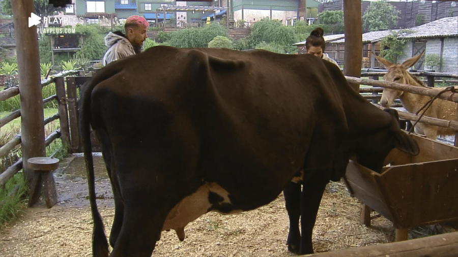 A Fazenda 2020: Lipe Ribeiro ensina Raissa Barbosa a ordenhar a vaca - Reprodução/RecordTV