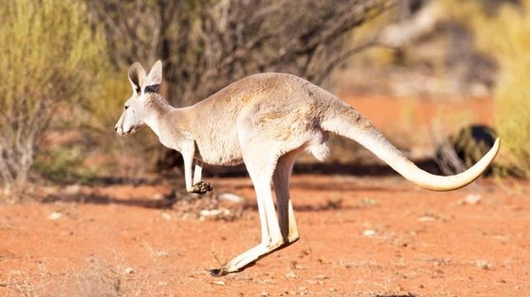 'O canguru é um dos animais biologicamente mais estranhos e maravilhosos que você pode encontrar', segundo Kear