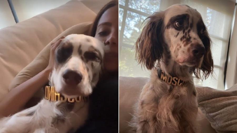 Anitta mostra cachorro usando coleira de grife avaliada em mais de R$ 2 mil - Reprodução/Instagram