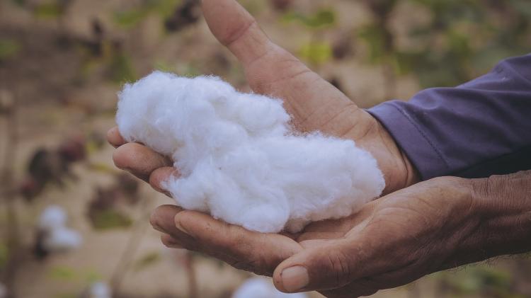 Segundo a cooperativa, são 1200 quilos por hectare plantado de algodão orgânico - Divulgação - Divulgação