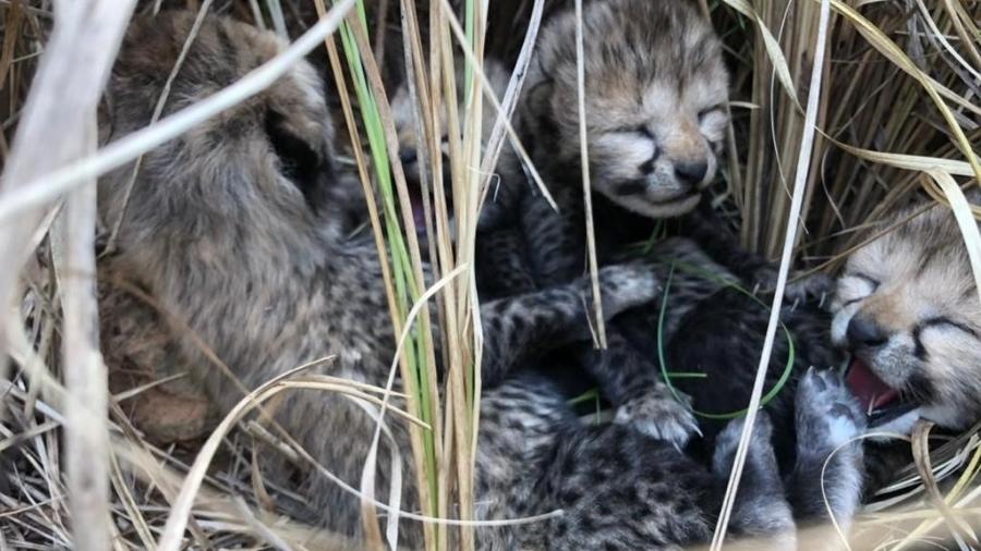 Quatro guepardos nascem na Índia. Anúncio foi feito pelo ministro do meio ambiente no Twitter - Reprodução/Twitter