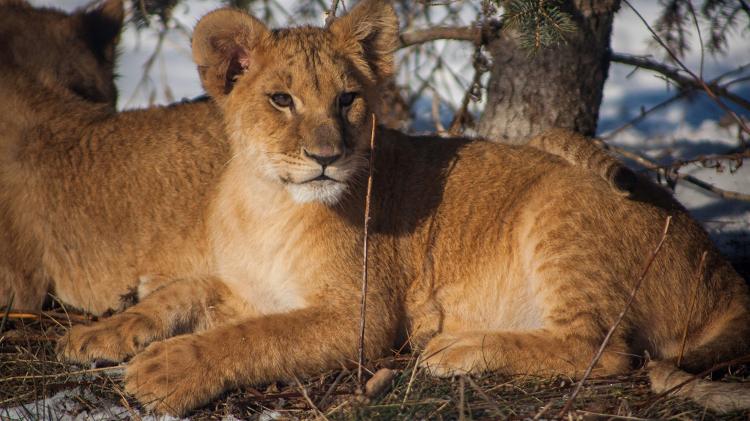 Taras, filhote encontrado em metrô da Ucrânia durante a guerra - Reprodução/Wildcat Sanctuary - Reprodução/Wildcat Sanctuary