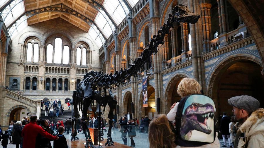 Dinossauro Dippy se despede do Museu Natural de Londres - Divulgação