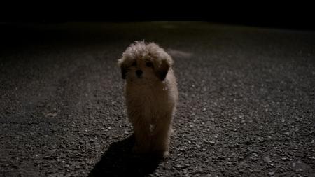 Cena de "Benji" - Reprodução