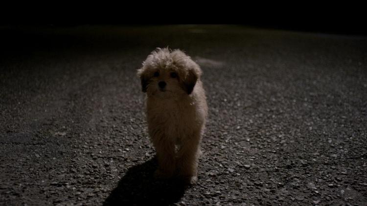 Cena de "Benji" - Reprodução - Reprodução