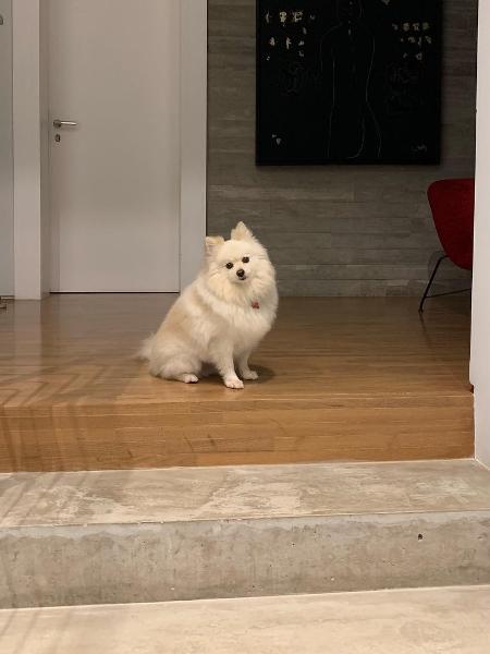 Viúva de Boechat mostra cadela à espera do retorno de jornalista - Reprodução/Instagram