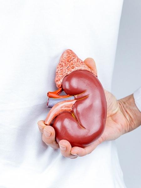 Ter apenas um rim - iStock - iStock