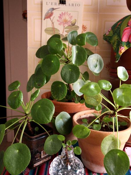 ...para o Instagram dos "pais de plantas" - Silvia Montico - Silvia Montico