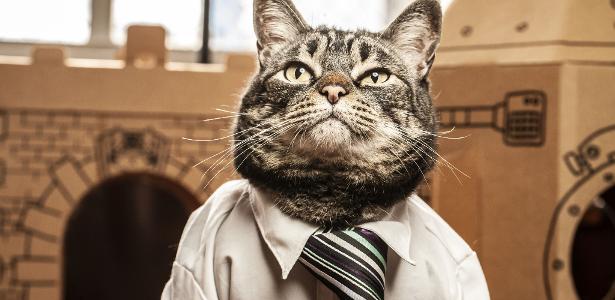 Os gatos que fazem sucesso nas redes e trazem dinheiro para os seus donos -  Pequenas Empresas Grandes Negócios