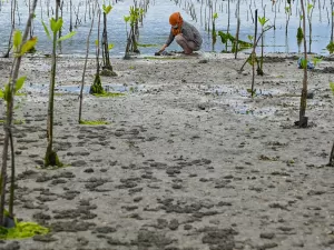 Metade dos ecossistemas de manguezais estão em risco, diz estudo