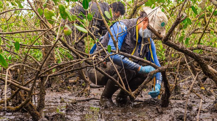 Durante expedição, Cassandra Metri coleta material no manguezal para análise da saúde do ecossistema Durante expedição, Cassandra Metri coleta material no manguezal para análise da saúde do ecossistema