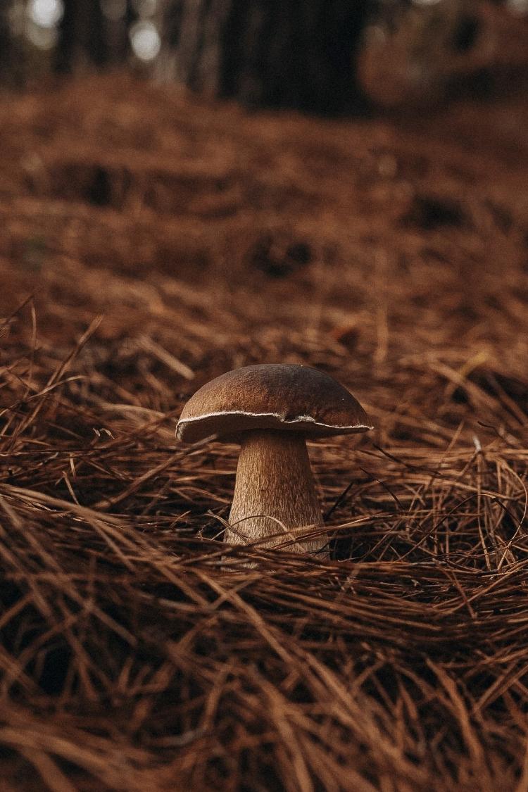 Cogumelo porcino em bosque de pinheiros na serra Gaúcha Cogumelo porcino em bosque de pinheiros na serra Gaúcha