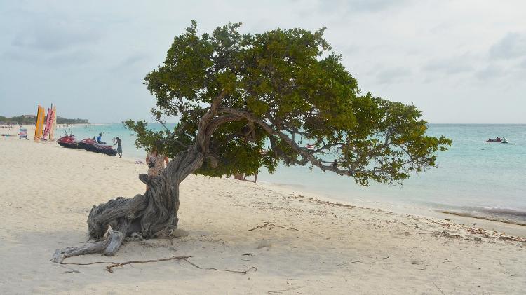 As divi-divi, com seus troncos retorcidos e que crescem em direção ao mar, são as árvores símbolo de Aruba - Denise de Almeida/UOL - Denise de Almeida/UOL
