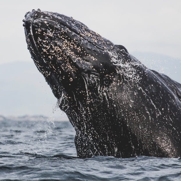 Filhote perdido de baleia-cinzenta aparece no Mediterrâneo francês - 03/05/2021 - UOL Nossa