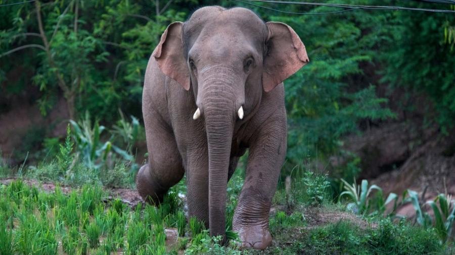 A SÉRIE EM BUSCA DO ELEFANTE 38 ESTÁ DE VOLTA! - EM BUSCA DOS 3000! 