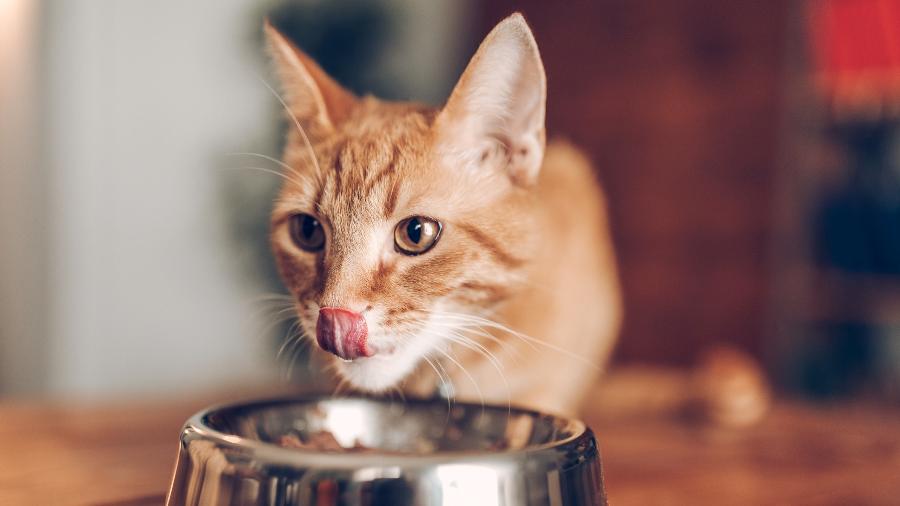 Gatos têm exigências nutricionais distintas de cães Gatos têm exigências nutricionais distintas de cães