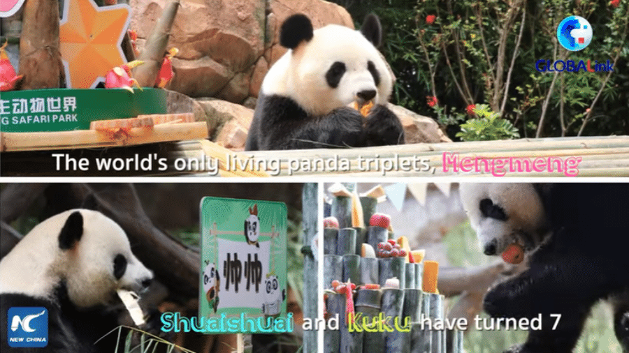 Mengmeng, Shuaishuai e Kuku são os únicos pandas trigêmeos do mundo e completaram 7 anos - Reprodução
