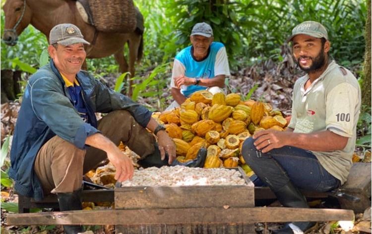 Cocoa harvest on the Baianí brand - Press release - Press release