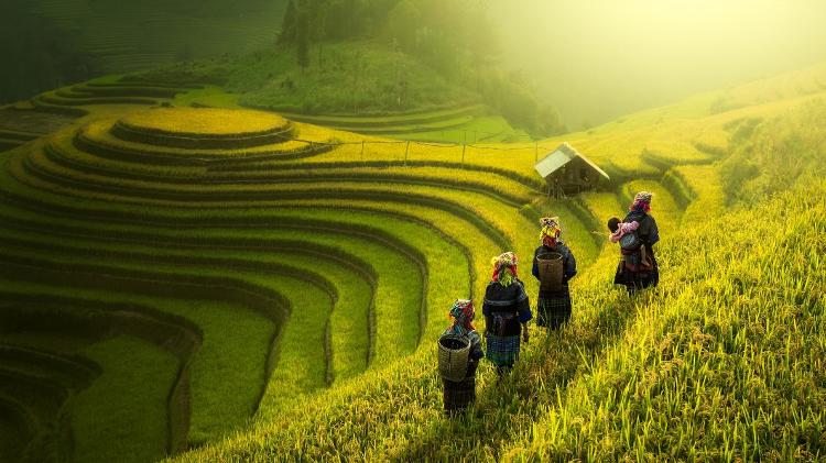 Família vietnamita de fazendeiros em plantação de arroz na cidade de Mu Cang Chai, no Vietnã - Getty Images - Getty Images