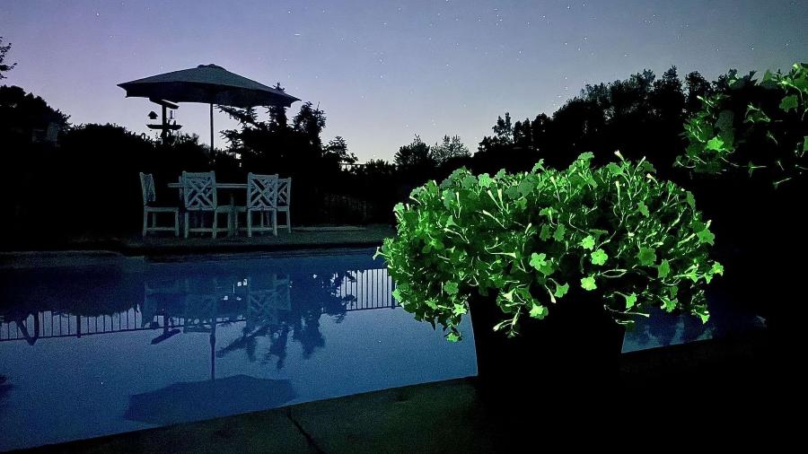 Planta que brilha no escuro é descoberta surpreendente da herbologia Planta que brilha no escuro é descoberta surpreendente da herbologia