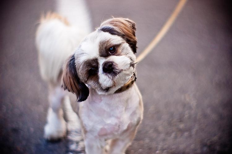 Shih tzu Shih tzu