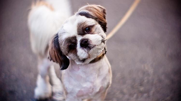 Shih tzu