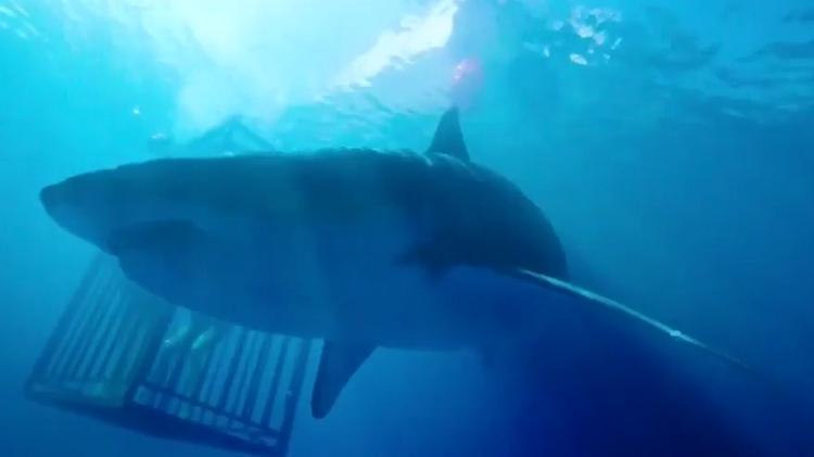 Cena de "47 Meters Down" - Reprodução - Reprodução