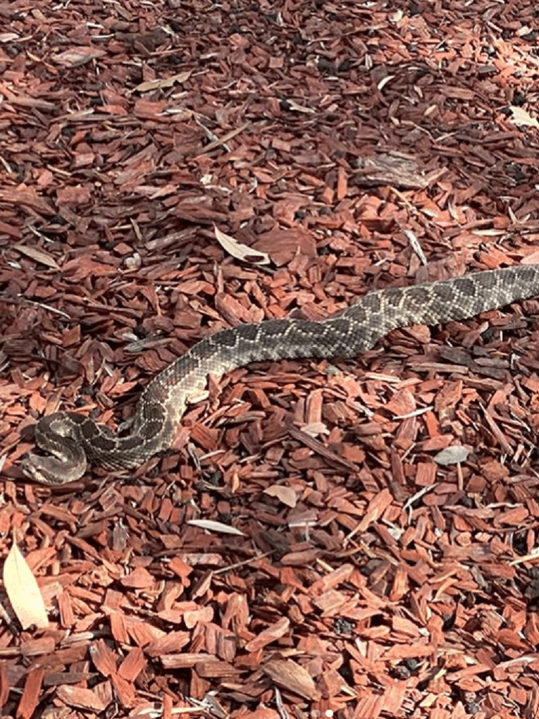 VIREI UMA COBRA e fui atrás dos meus Pais! (Snakey) 