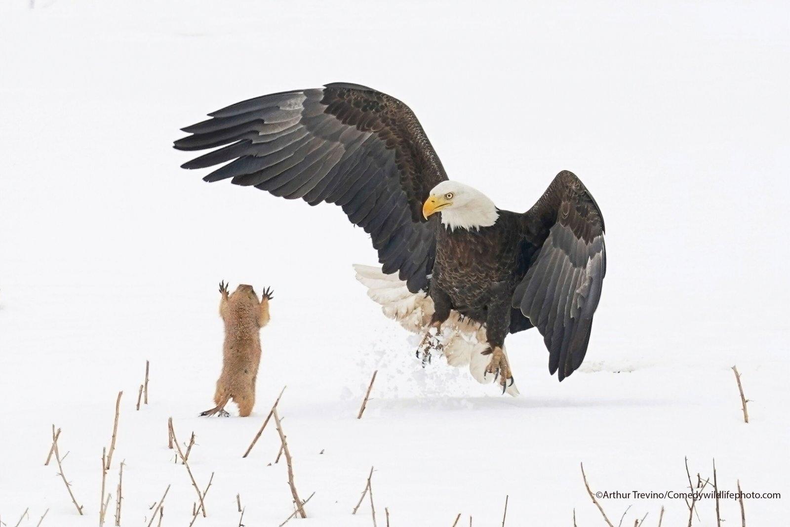 Comedy Wildlife Photography Awards 2021 - Arthur Trevino/Comedy Wildlife Photography Awards 2021