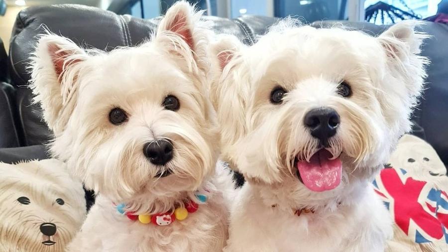 Sasha e Piper, os dois terriers que são estrelas do perfil Lomodoggies - Reprodução/Instagram @lomodoggies