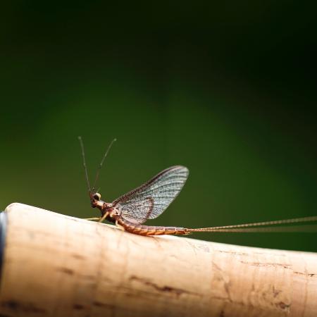 Uma mayfly ou efemérida pousada em uma vara de pesca - iStock