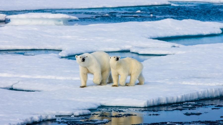 Após ferir braço de turista que estava em acampamento, urso polar foi alvo de disparos e acabou sacrificado  - iStock