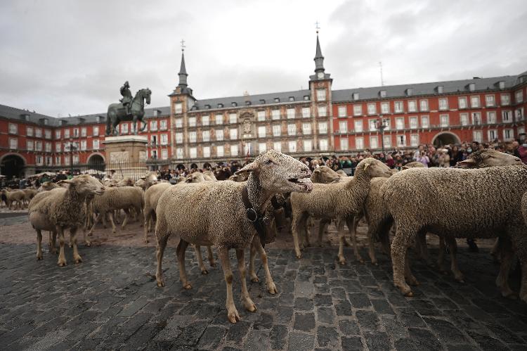 As ovelhas na Plaza Mayor, a principal da capital espanhola - Anadolu Agency via Getty Images - Anadolu Agency via Getty Images