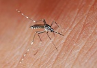 Brasil ultrapassa 4 milhões de casos prováveis de dengue em 2024 (Foto: iStock)