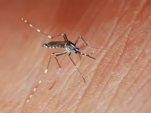Dengue: quais remédios tomar e não tomar para tratar os sintomas